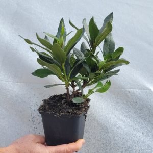 Rododendron Cunningham's White Różanecznik