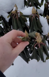 rododendron zimą, sklep