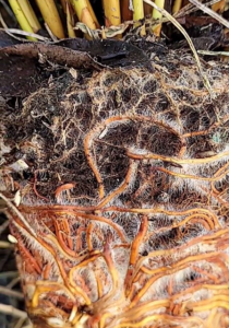 krzewy różanecznik cunningham's white, sklep