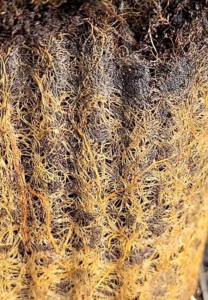 korzenie rośliny rododendron