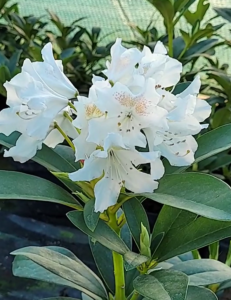 biały rododendron różanecznik odmiany Cunningham's White, sklep