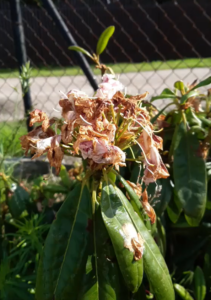 Rododendron 1roczny Różanecznik Cunningham's White, sklep