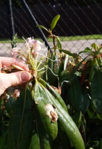 Rododendron 1roczny Różanecznik Cunningham's White, sklep