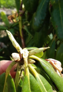 Rododendron 1roczny Różanecznik Cunningham's White, sklep