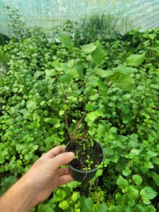 Lilak meyera Palibin Syringa meyeri w sklepie szkółce ogrodniczej, drzewa i krzewy na sprzedaż