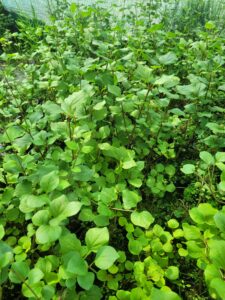 Lilak meyera Palibin Syringa meyeri w sklepie szkółce ogrodniczej, drzewa i krzewy na sprzedaż