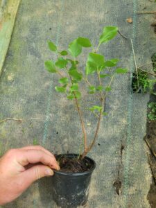 Lilak meyera Palibin Syringa meyeri w sklepie szkółce ogrodniczej, drzewa i krzewy na sprzedaż