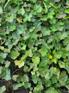 rośliny pnące hedera helix bluszcz domowy