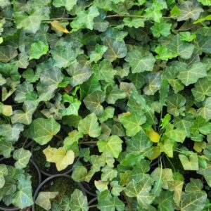 Bluszcz Hedera helix (bluszcz pospolity)