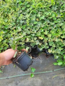 rośliny doniczkowe bluszcz hedera helix, szkółka roślin