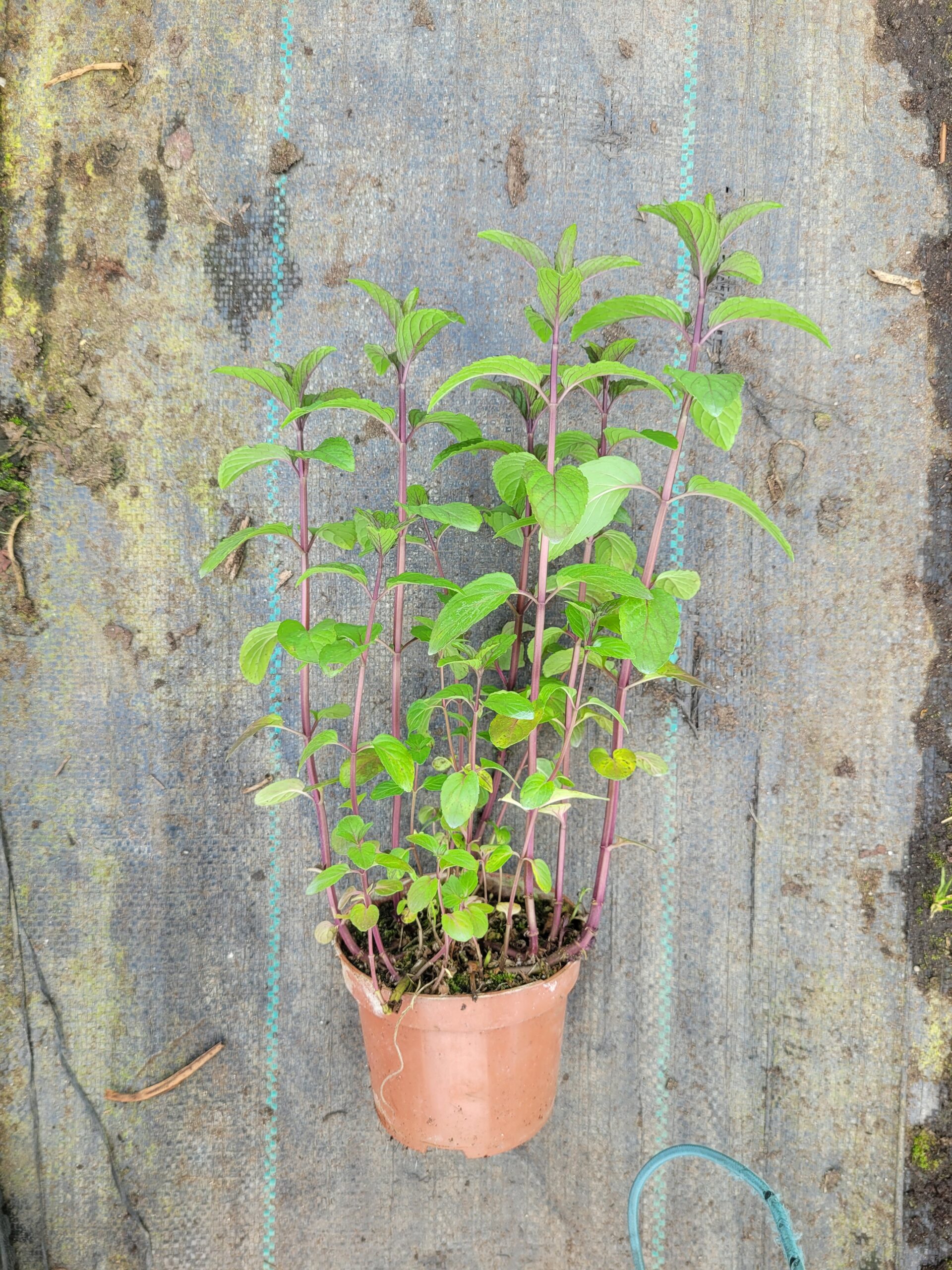 Mięta pieprzowa o szerokim zastosowaniu i właściwościach
