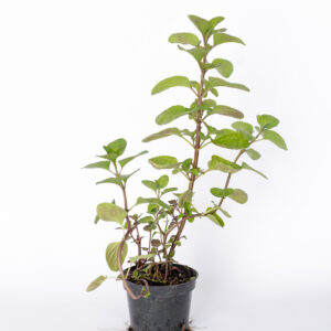 Mięta pomarańczowa