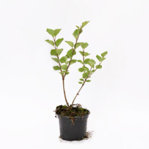 Lilak meyera Palibin Syringa meyeri