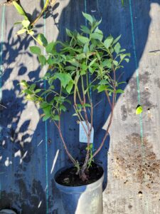 borówka amerykańska patriot, sadzonka, sklep