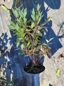 borówka amerykańska patriot, sadzonka, sklep, owocowanie