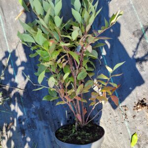 Borówka amerykańska Duke wczesna