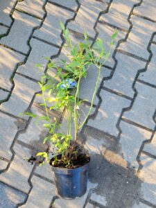 borówka amerykańska bluecrop, sadzonki, sklep ogrodniczy, szkółka roślin
