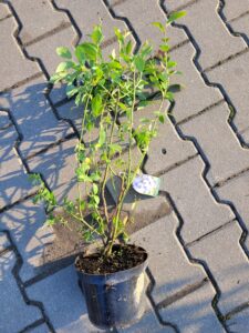 borówka amerykańska bluecrop, sadzonki, sklep ogrodniczy, szkółka roślin