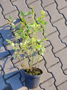 borówka amerykańska bluecrop, sadzonki, sklep ogrodniczy, szkółka roślin