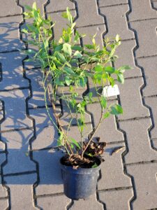 borówka amerykańska duke, cena, owoowanie