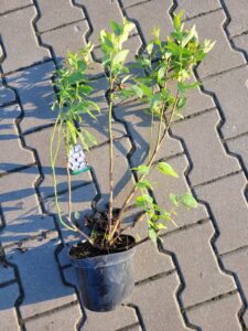 borówka amerykańska duke, cena, owoowanie