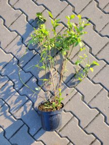 borówka amerykańska duke, cena, owoowanie