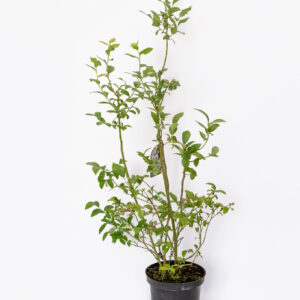 Borówka amerykańska Bluecrop Polski Klasyk