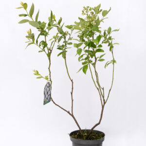 Borówka amerykańska Duke wczesna