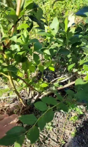 borówka amerykańska bluecrop, sadzonki, sklep ogrodniczy, szkółka roślin