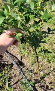 borówka amerykańska bluecrop, sadzonki, sklep ogrodniczy, szkółka roślin