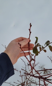 borówka amerykańska bluecrop, sadzonki, sklep ogrodniczy, szkółka roślin
