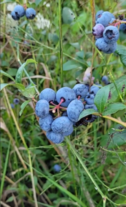 borówka amerykańska bluecrop, sadzonki, sklep ogrodniczy, szkółka roślin