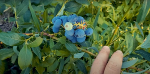 borówka amerykańska bluecrop, sadzonki, sklep ogrodniczy, szkółka roślin