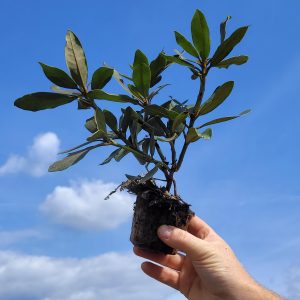 Różanecznik 'Nova Zembla' Rhododendron
