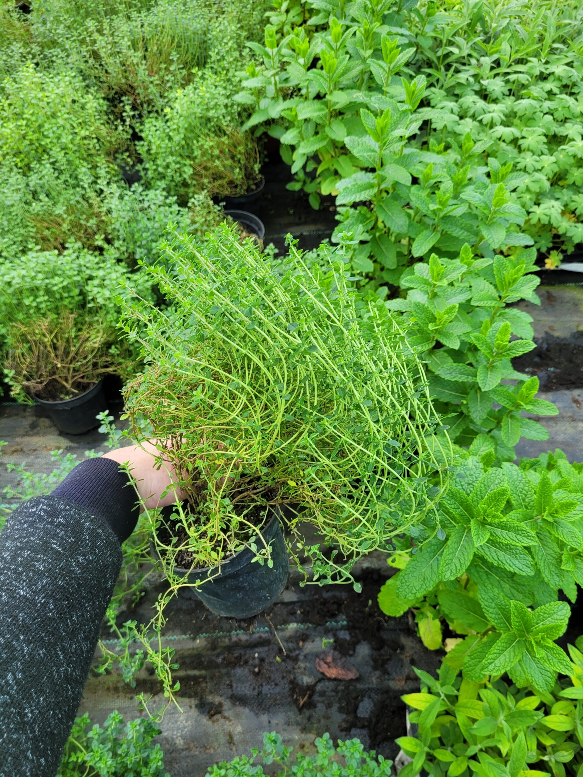 Tymianek cytrynowy Thymus do doniczek i ogrodów