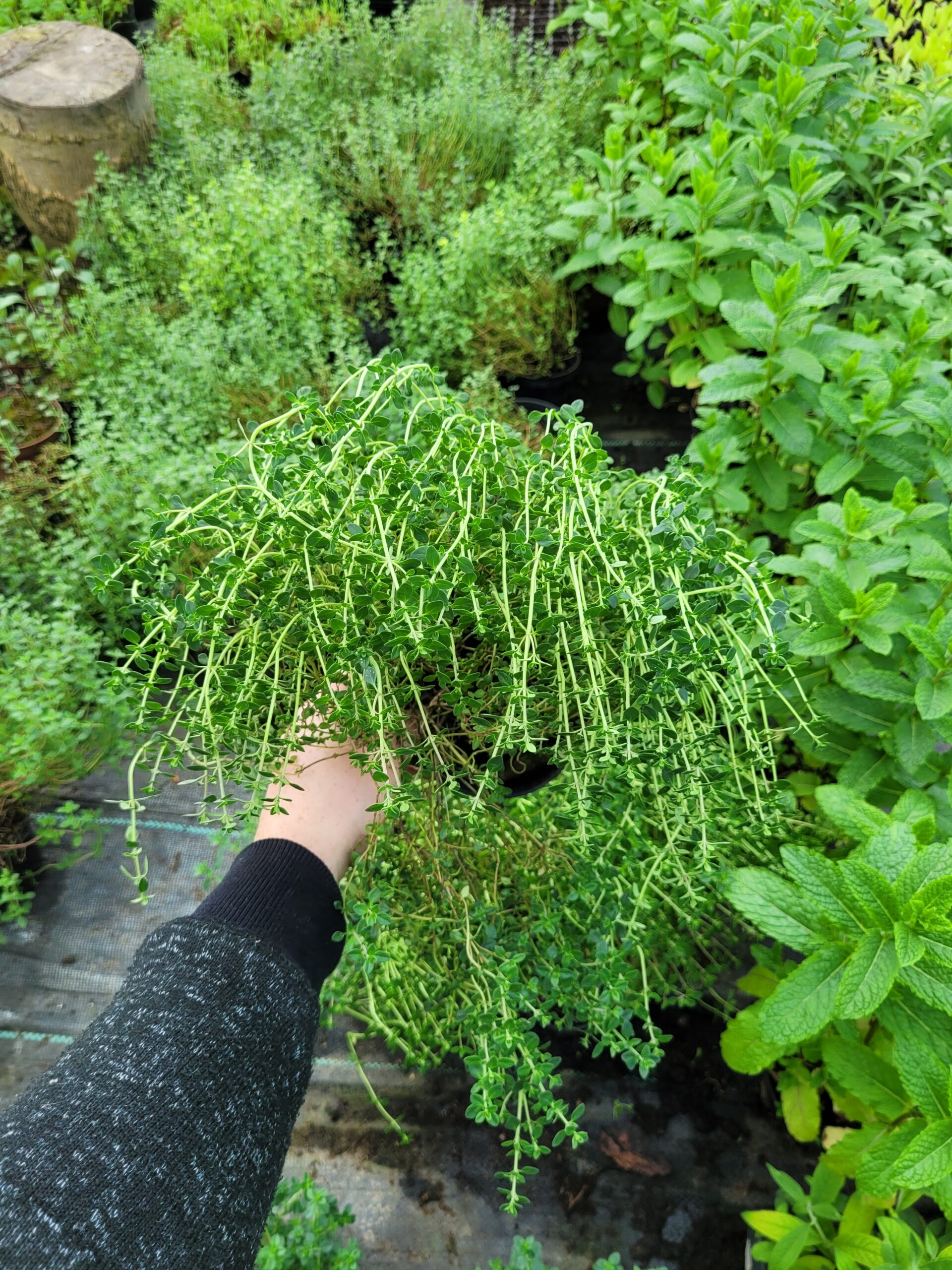 Tymianek cytrynowy Thymus do doniczek i ogrodów