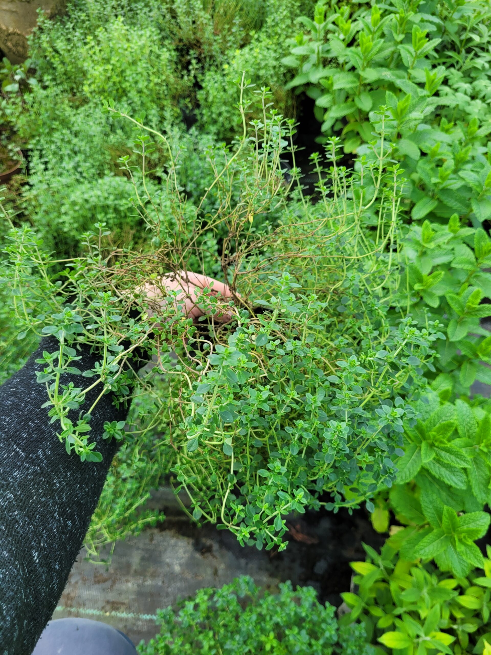 Tymianek cytrynowy Thymus do doniczek i ogrodów