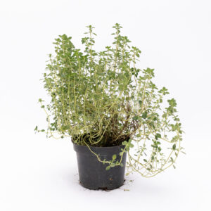 Tymianek cytrynowy Thymus do doniczek i ogrodów