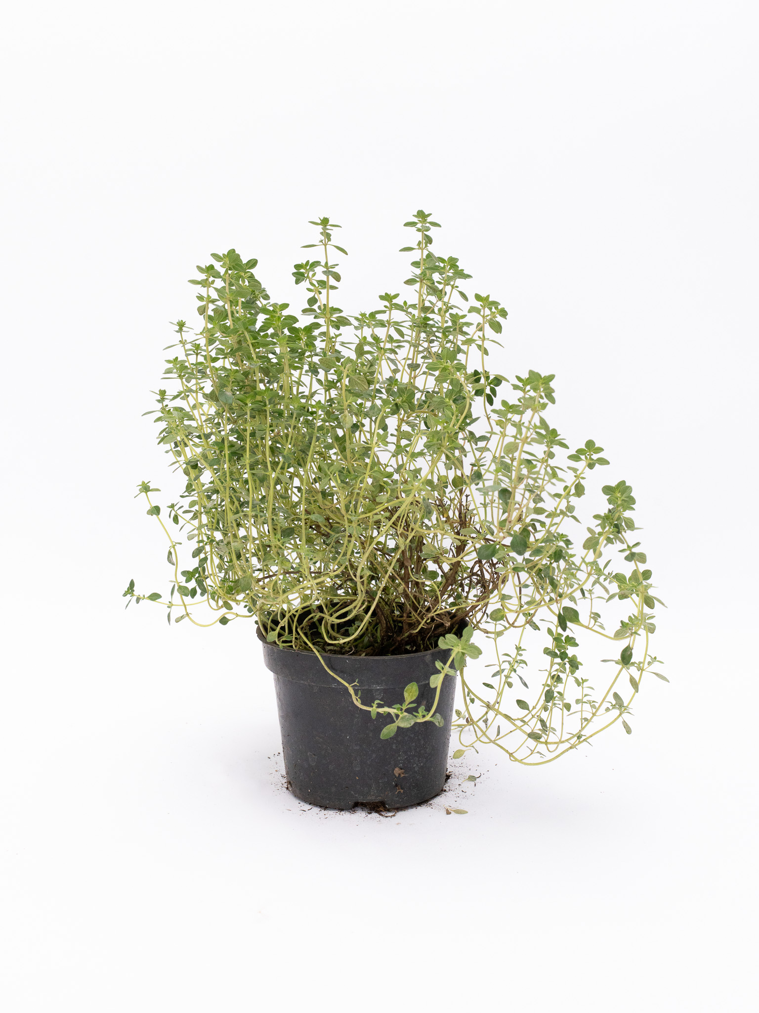 Tymianek cytrynowy Thymus do doniczek i ogrodów