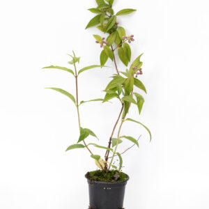 Żylistek mieszańcowy ‘Pink Pom Pom’ (Deutzia)