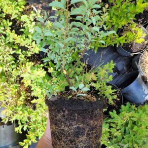 Tawuła van houtte'a Spiraea xvanhouttei doniczka 2l