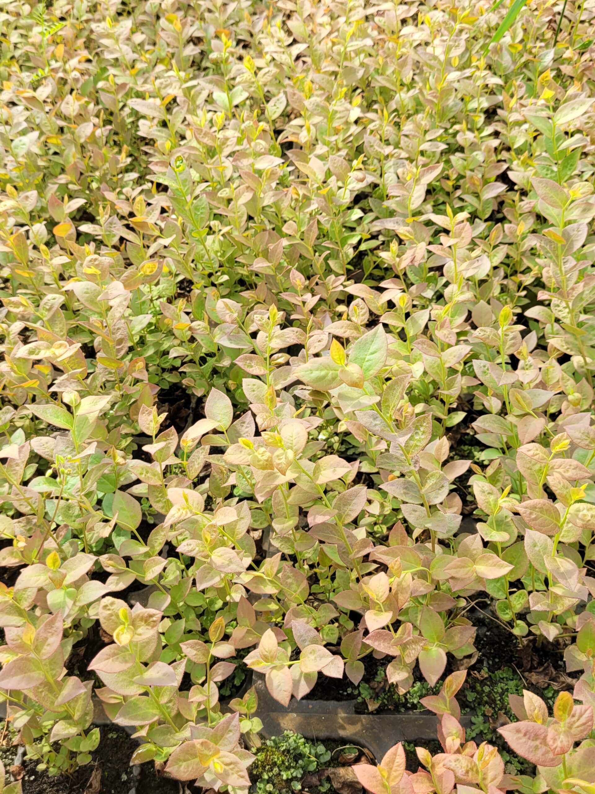 Borówka amerykańska 'Darrow' młoda