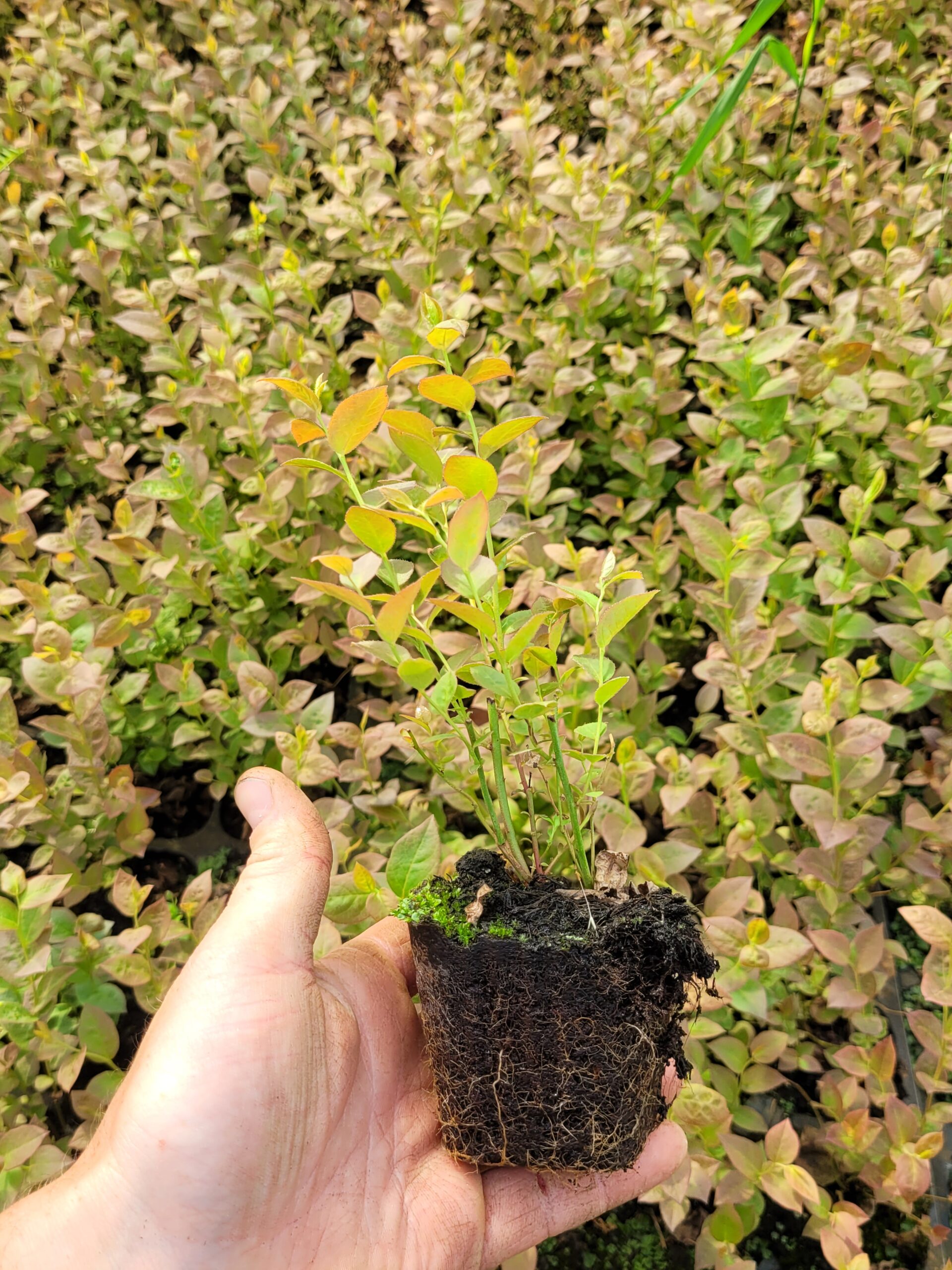 Borówka amerykańska 'Darrow' młoda