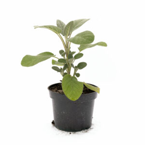 Szałwia lekarska (Salvia officinalis)