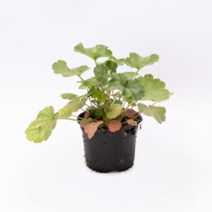 Żurawka zielona z nasion