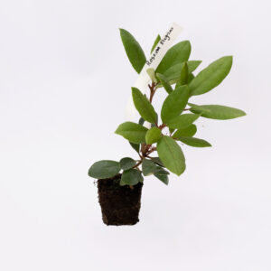 Różanecznik Roseum Elegans Rhododendron (Młody, Multiplat)