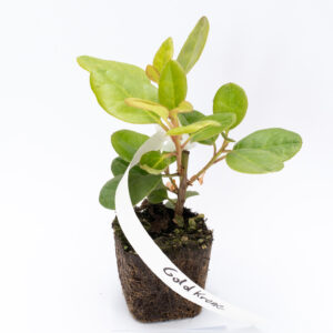 Różanecznik 'Goldkrone' Rhododendron ŻÓŁTY młody