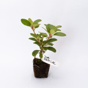 Rhododendron Różanecznik 'Bengal' CZERWONY młody