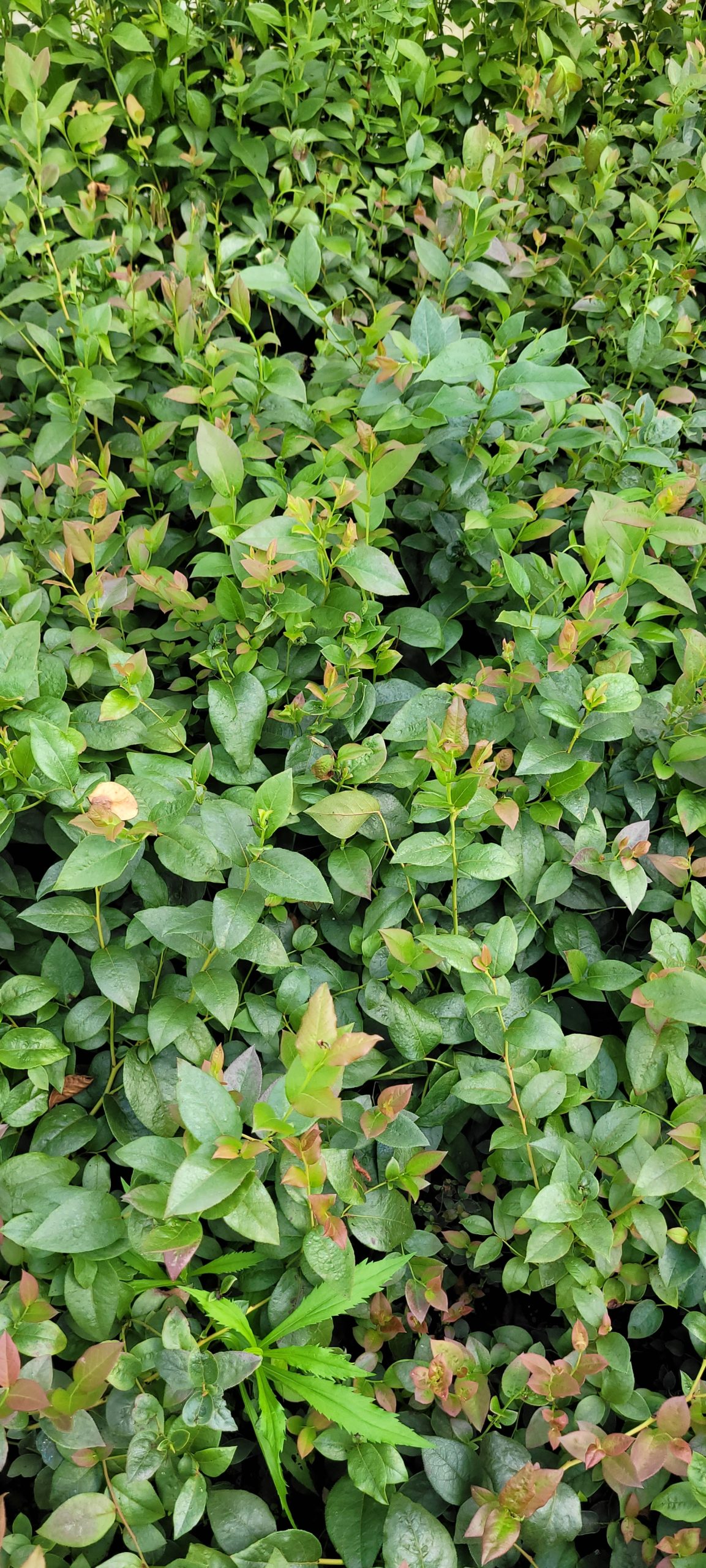 Borówka amerykańska 'Darrow' młoda