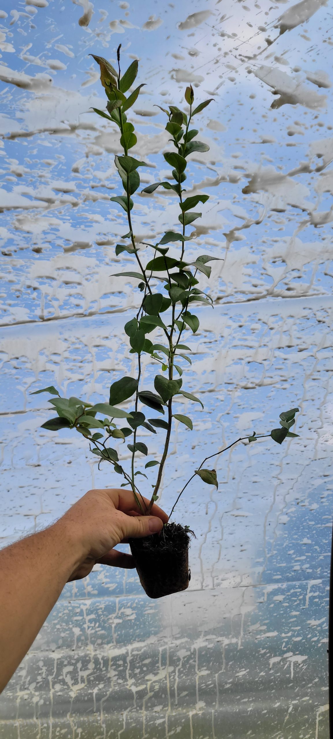 Borówka amerykańska 'Darrow' młoda